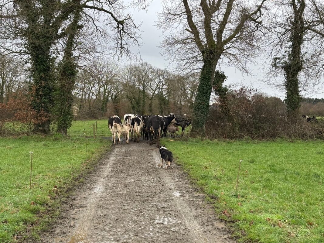 Le chien Oslo pousse le troupeau vers la paririe