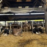 Des vaches de races Brune et Holstein dans des logettes bien paillées.