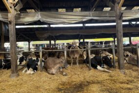 Des vaches de races Brune et Holstein dans des logettes bien paillées.