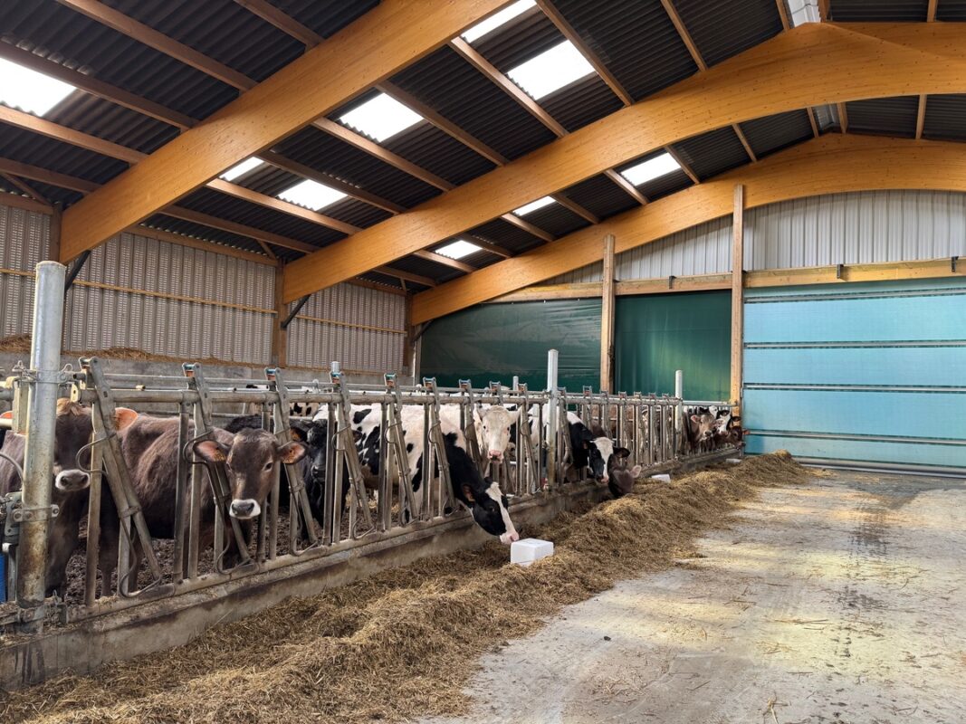 Toutes les génisses sont élevées pour alimenter
le commerce de vaches en lait.