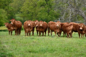 Des bovins limousins en prairie