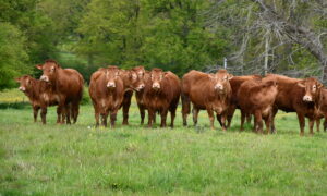 Des bovins limousins en prairie