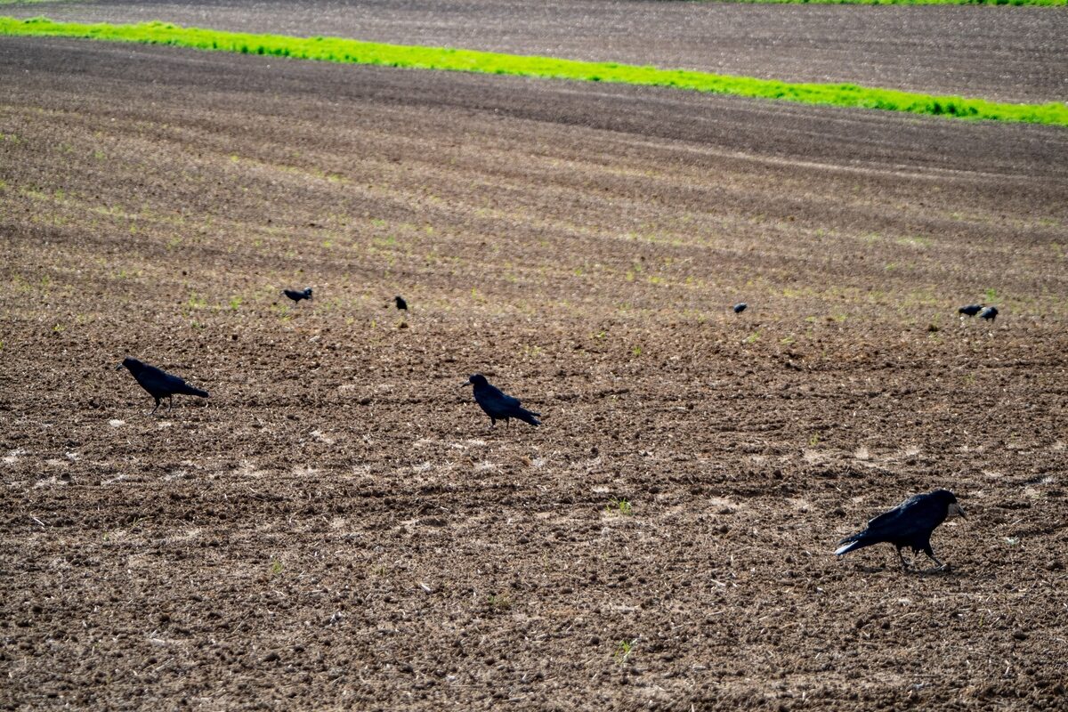 Des corbeaux en train de manger sur une parcelle agricole fraichement semée - Illustration Protection des semis : vigilance accrue au printemps