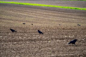 Des corbeaux en train de manger sur une parcelle agricole fraichement semée