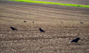 Des corbeaux en train de manger sur une parcelle agricole fraichement semée