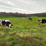 Des génisses de race Prim'Holstein au pâturage dans une prairie en hiver