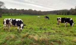 Des génisses de race Prim'Holstein au pâturage dans une prairie en hiver