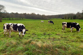 Des génisses de race Prim'Holstein au pâturage dans une prairie en hiver