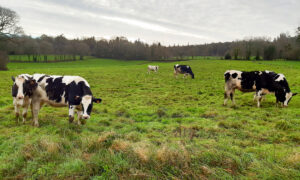 Des génisses de race Prim'Holstein au pâturage dans une prairie en hiver