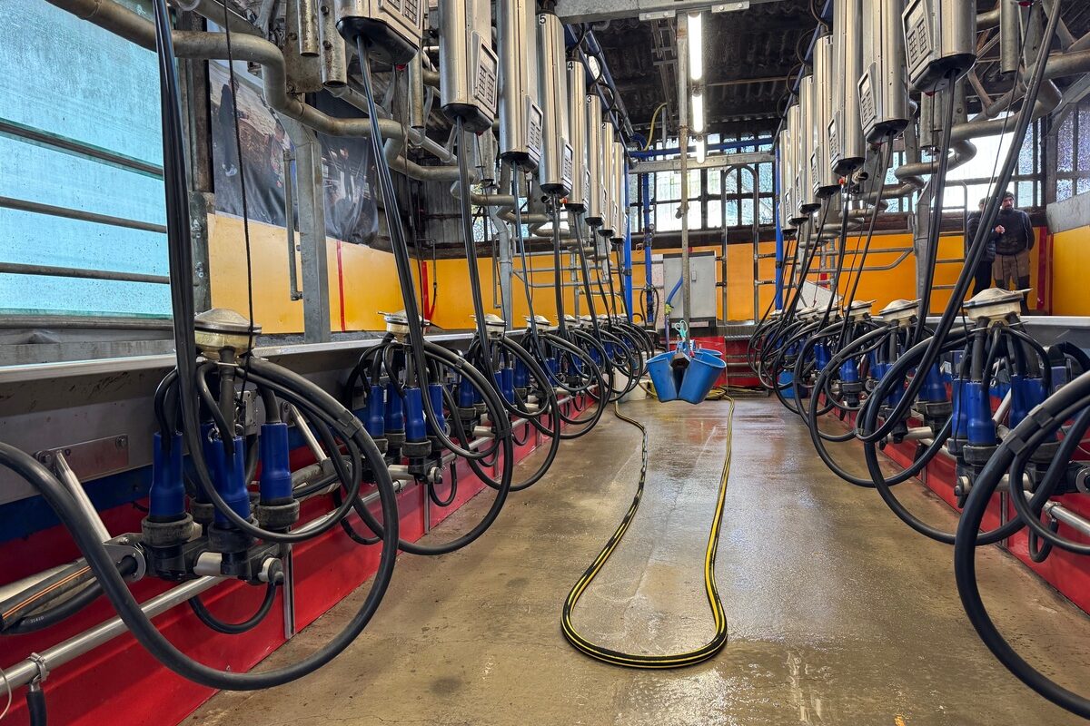 Une salle de traite colorée dans un élevage laitier - Illustration Une occasion en or pour changer de salle de traite
