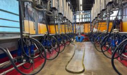 Une salle de traite colorée dans un élevage laitier