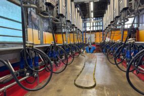 Une salle de traite colorée dans un élevage laitier