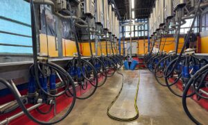 Une salle de traite colorée dans un élevage laitier