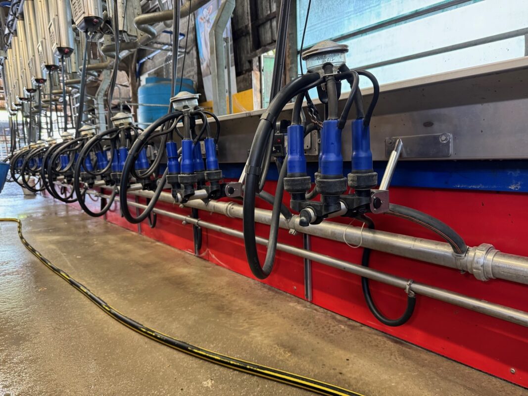 Vue de la fosse d'une salle de traite dans un élevage laitier