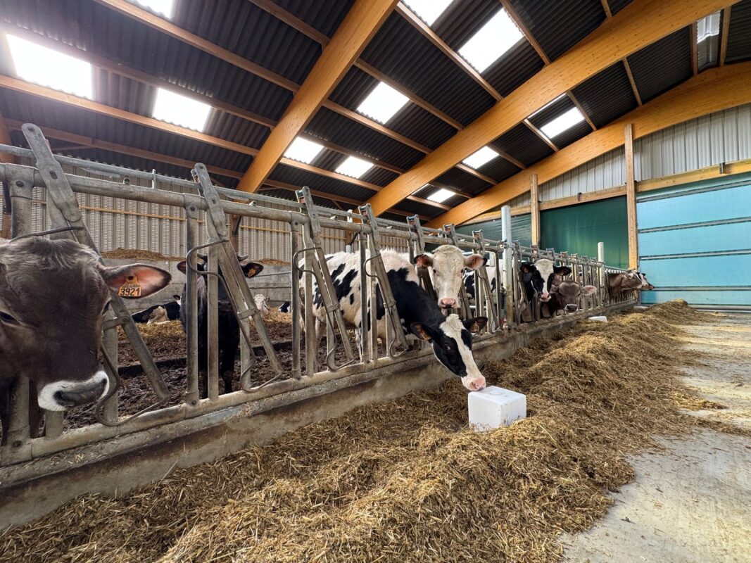 La nouvelle extension de l'étable abrite les cases de génisses où des cornadis d'occasion ont été installés