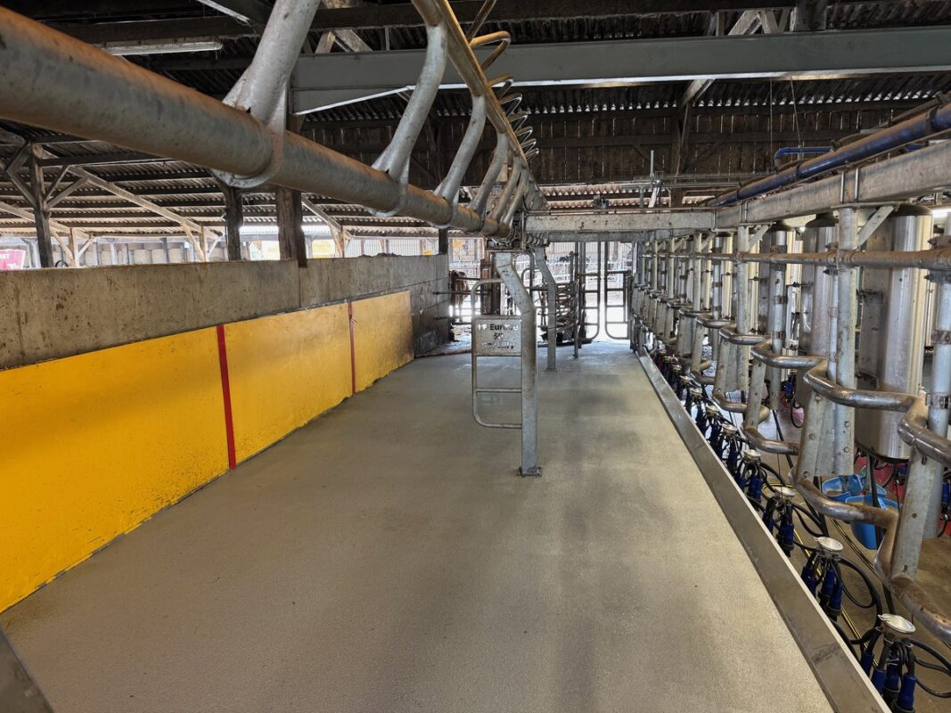 Le quai d'une salle de traite de traite par l'arrière dans un élevage laitier