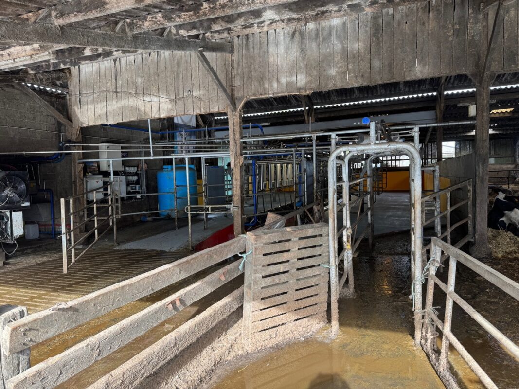 Vue d'une porte de tri à la sortie d'une salle de traite dans un élevage laitier