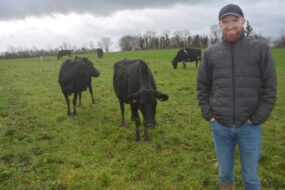 Un homme dans une pâture avec des vaches