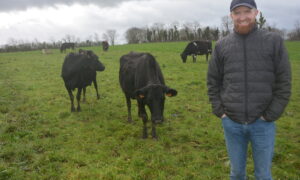 Un homme dans une pâture avec des vaches