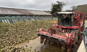 Une arracheuse à betteraves au repos dans un silo de stockage.