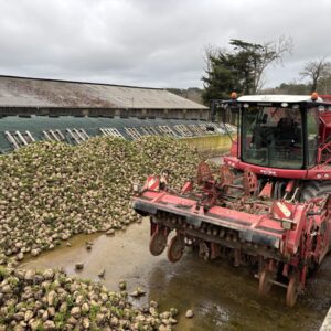 Une arracheuse à betteraves au repos dans un silo de stockage.