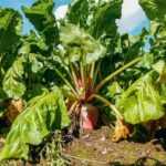 Une betterave fourragère dans un champ