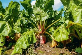 Une betterave fourragère dans un champ