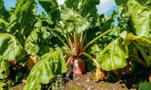 Une betterave fourragère dans un champ