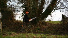 Un homme qui coupe un arbre dans une haie avec une tronçonneuse