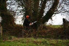Un homme qui coupe un arbre dans une haie avec une tronçonneuse