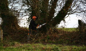 Un homme qui coupe un arbre dans une haie avec une tronçonneuse
