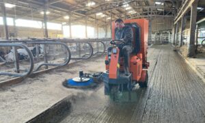 Une balayeuse au travail dans un bâtiment d'élevage bovin