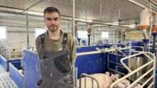 éleveur dans une maternité d'élevage de porcs