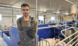 éleveur dans une maternité d'élevage de porcs