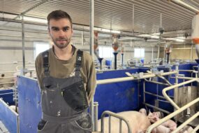 éleveur dans une maternité d'élevage de porcs