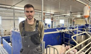 éleveur dans une maternité d'élevage de porcs