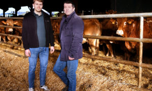 Deux hommes devant un parc avec des vaches dans un bâtiment d'élevage