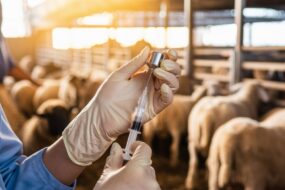 Un vétérinaire prépare une injection dans un bâtiment d'élevage ovin