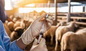 Un vétérinaire prépare une injection dans un bâtiment d'élevage ovin