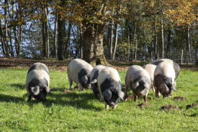 porcs culs noirs dans un champ