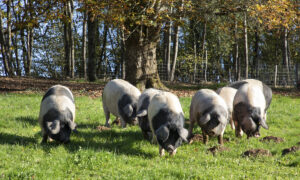 porcs culs noirs dans un champ