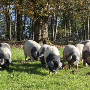 porcs culs noirs dans un champ