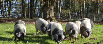 porcs culs noirs dans un champ