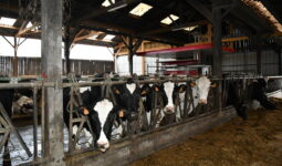 Des vaches au cornadis dans un bâtiment