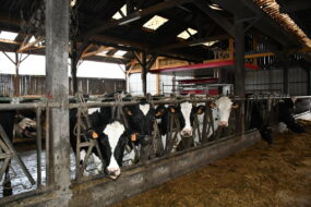 Des vaches au cornadis dans un bâtiment