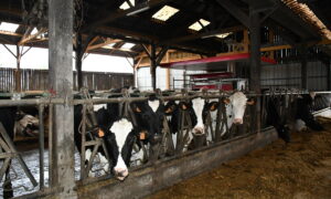Des vaches au cornadis dans un bâtiment