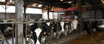 Des vaches au cornadis dans un bâtiment