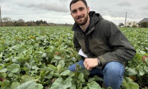 Un homme accroupi dans un champ de colza