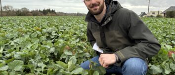 Un homme accroupi dans un champ de colza