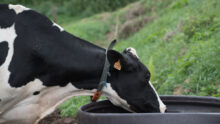 Une vache de race Holstein portant un collier est en train de boire dans un bac à eau en plastique